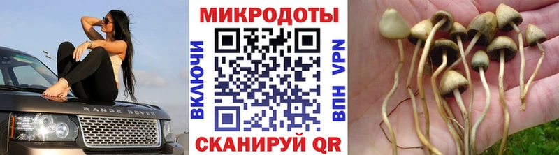 Псилоцибиновые грибы Psilocybine cubensis  что такое   mega вход  Эртиль 